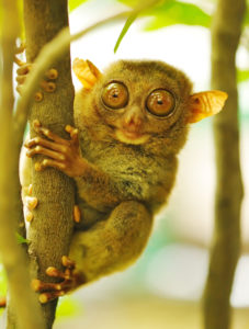 Tarsier, Bohol