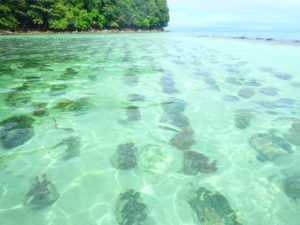 Giant Clam Sanctuary